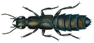 Billedresultat for rovbille