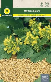 Attēlu rezultāti vaicājumam “Sinapis alba”