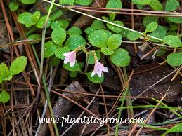 Attēlu rezultāti vaicājumam “Linnaea borealis fruit”