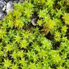 Attēlu rezultāti vaicājumam “Syntrichia ruralis var. ruralis sporophyte”