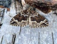 Attēlu rezultāti vaicājumam “Lampropteryx suffumata”