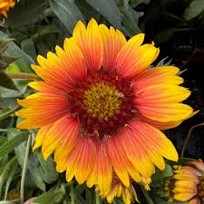 Image result for Gaillardia