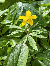 Attēlu rezultāti vaicājumam “Anemone ranunculoides leaf”
