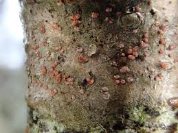 Attēlu rezultāti vaicājumam “Lecanactis abietina”