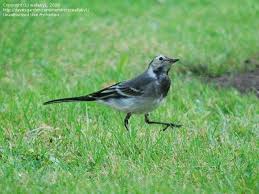 Attēlu rezultāti vaicājumam “Motacilla alba juvenile”