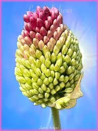 Attēlu rezultāti vaicājumam “Allium holandicum bud”