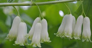 Attēlu rezultāti vaicājumam “Polygonatum multiflorum”