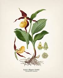 Attēlu rezultāti vaicājumam “Cypripedium calceolus flower”