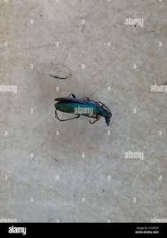 Attēlu rezultāti vaicājumam “Chrysanthia geniculata”