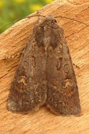 Attēlu rezultāti vaicājumam “Euxoa nigricans”