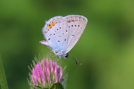 Attēlu rezultāti vaicājumam “Everes argiades female”