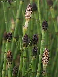 Attēlu rezultāti vaicājumam “Equisetum fluviatile”