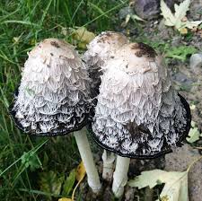 Attēlu rezultāti vaicājumam “Coprinus atramentarius”