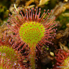 Attēlu rezultāti vaicājumam “Drosera rotundifolia flower”