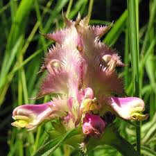 Attēlu rezultāti vaicājumam “Melampyrum cristatum leaf”