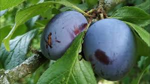 Attēlu rezultāti vaicājumam “Prunus domestica subsp. domestica”