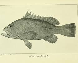 Image result for Hyporthodus quernus