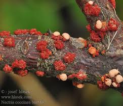 Attēlu rezultāti vaicājumam “Neonectria coccinea”