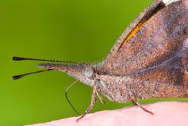 Attēlu rezultāti vaicājumam “Bitoma crenata imago”