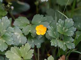 Attēlu rezultāti vaicājumam “Ranunculus repens flower”