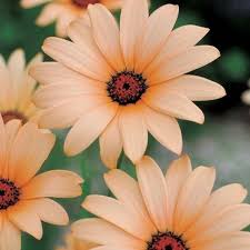 Image result for Dimorphotheca sinuata