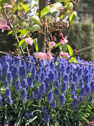 Attēlu rezultāti vaicājumam “Muscari armeniacum flower”