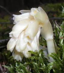 Attēlu rezultāti vaicājumam “Monotropa hypopitys flower”