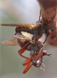 Attēlu rezultāti vaicājumam “Empis sp.”