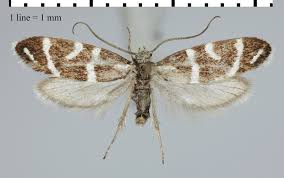 Attēlu rezultāti vaicājumam “Incurvariidae”