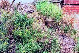 Attēlu rezultāti vaicājumam “Diplotaxis tenuifolia fruit”