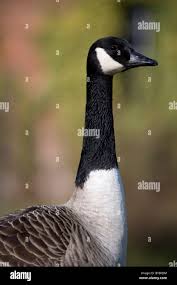 Attēlu rezultāti vaicājumam “Branta canadensis adult”