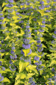 Attēlu rezultāti vaicājumam “Barbula”