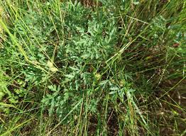 Attēlu rezultāti vaicājumam “Peucedanum oreoselinum”