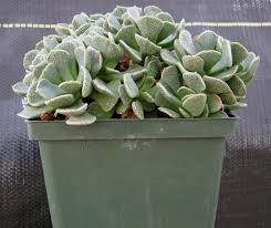 Attēlu rezultāti vaicājumam “Aloina rigida sporophyte”