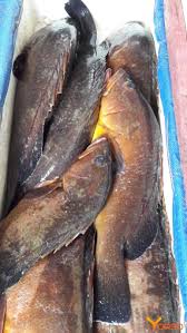 Image result for Epinephelus marginatus