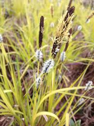 Attēlu rezultāti vaicājumam “Carex elata flower”