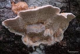 Attēlu rezultāti vaicājumam “Coriolopsis trogii”