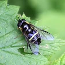 Attēlu rezultāti vaicājumam “Dasysyrphus tricinctus”