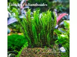 Attēlu rezultāti vaicājumam “Fissidens adianthoides”