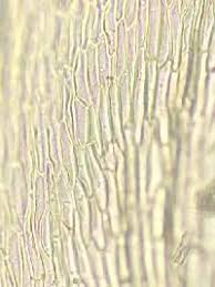 Attēlu rezultāti vaicājumam “Campylium, Campyliadelphus”