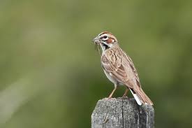 Image result for Chondestes grammacus