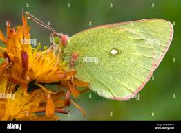 Attēlu rezultāti vaicājumam “Colias palaeno female”