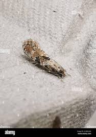 Attēlu rezultāti vaicājumam “Nemapogon cloacella”