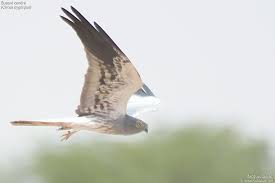 Attēlu rezultāti vaicājumam “Circus pygargus adult”