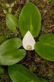 Attēlu rezultāti vaicājumam “Calla palustris flower”