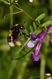 Attēlu rezultāti vaicājumam “Bombus terrestris”
