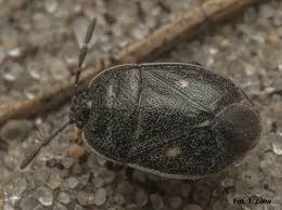 Attēlu rezultāti vaicājumam “Adomerus biguttatus”