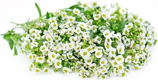 Image result for Alyssum diffusum