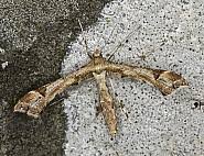 Attēlu rezultāti vaicājumam “Platyptilia gonodactyla”