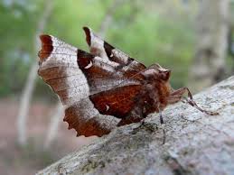 Attēlu rezultāti vaicājumam “Selenia tetralunaria”